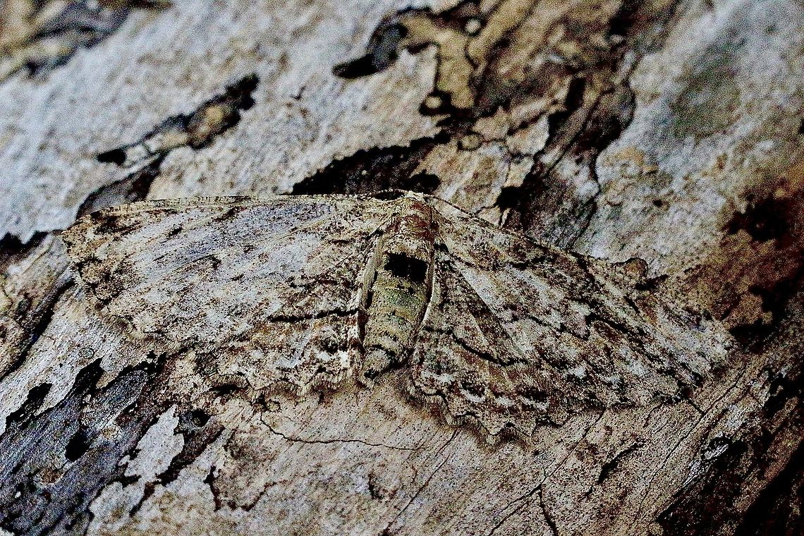 Ectropis bispinaria Extremely well camouflaged when resting on a eucalyptus tree trunk Australia,Eamw moth,Ectropis bispinaria,Ectropis ew,Geotagged,Summer