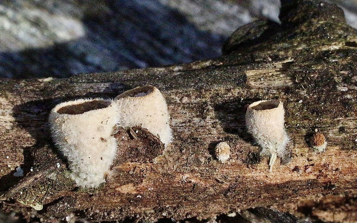 Bird nest fungi - Nidula emodensis Growing on decaying tree branch . Australia,Eamw fungi,Geotagged,Nidula emodensis,Winter