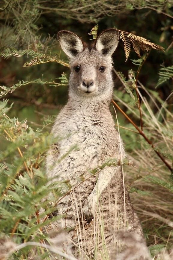 Eastern grey kangaroo - Macropus giganteus Just checking me out. Australia,Eamw macropods,Eastern grey kangaroo,Geotagged,Macropus giganteus
