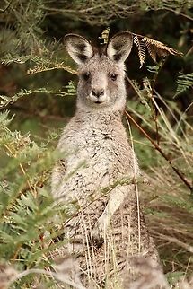 Eastern grey kangaroo - Macropus giganteus Just checking me out. Australia,Eamw macropods,Eastern grey kangaroo,Geotagged,Macropus giganteus