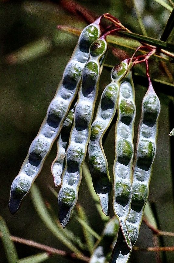 Unidentified Acacia seed pods in spring.  Australia,Eamw flora,Geotagged,Spring