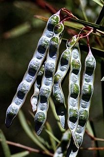 Unidentified Acacia seed pods in spring.  Australia,Eamw flora,Geotagged,Spring