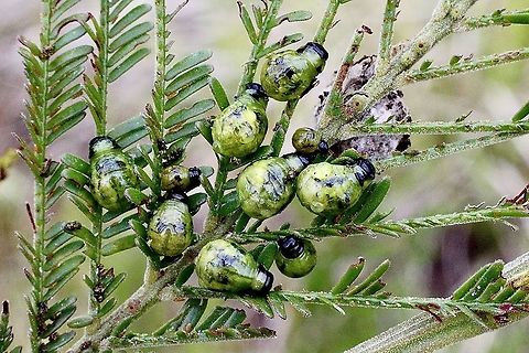 Silver wattle leaf beetle larvae - Calomela ioptera  Australia,Calomela ioptera,Eamw beetles,Geotagged,Spring