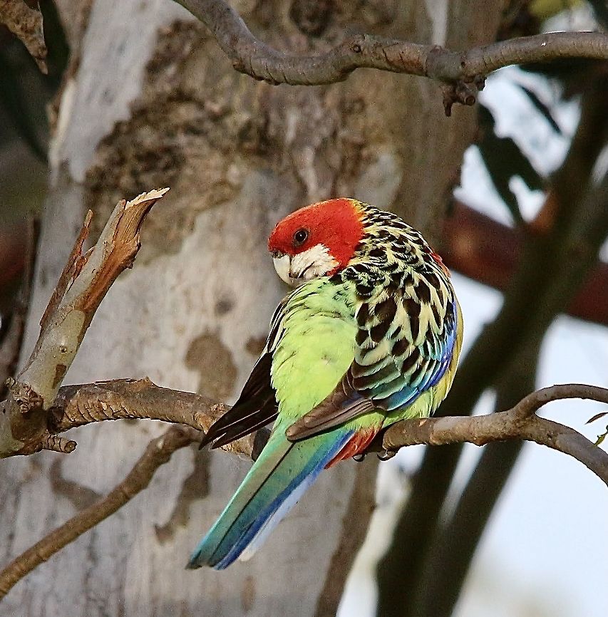 Eastern rosella - Platycercus eximius  Australia,Bairnsdale Vic,Eamw birds,Eastern rosella,Geotagged,Platycercus eximius,Spring