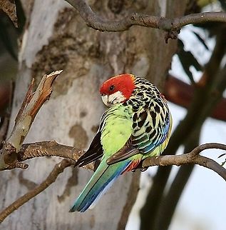 Eastern rosella - Platycercus eximius  Australia,Bairnsdale Vic,Eamw birds,Eastern rosella,Geotagged,Platycercus eximius,Spring