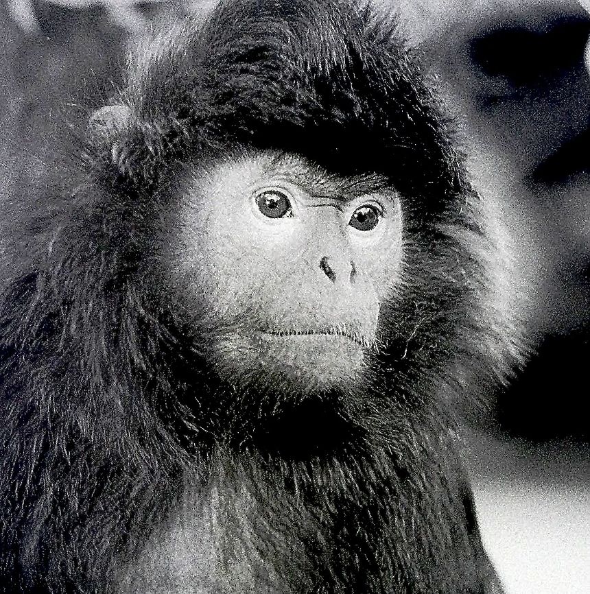 Trachypithecus cristatus Portrait of a male Sivered leaf langur.  Australia,Eamw mammals,Geotagged,Silvery lutung,Trachypithecus cristatus