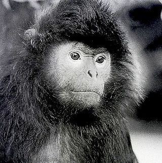 Trachypithecus cristatus Portrait of a male Sivered leaf langur.  Australia,Eamw mammals,Geotagged,Silvery lutung,Trachypithecus cristatus