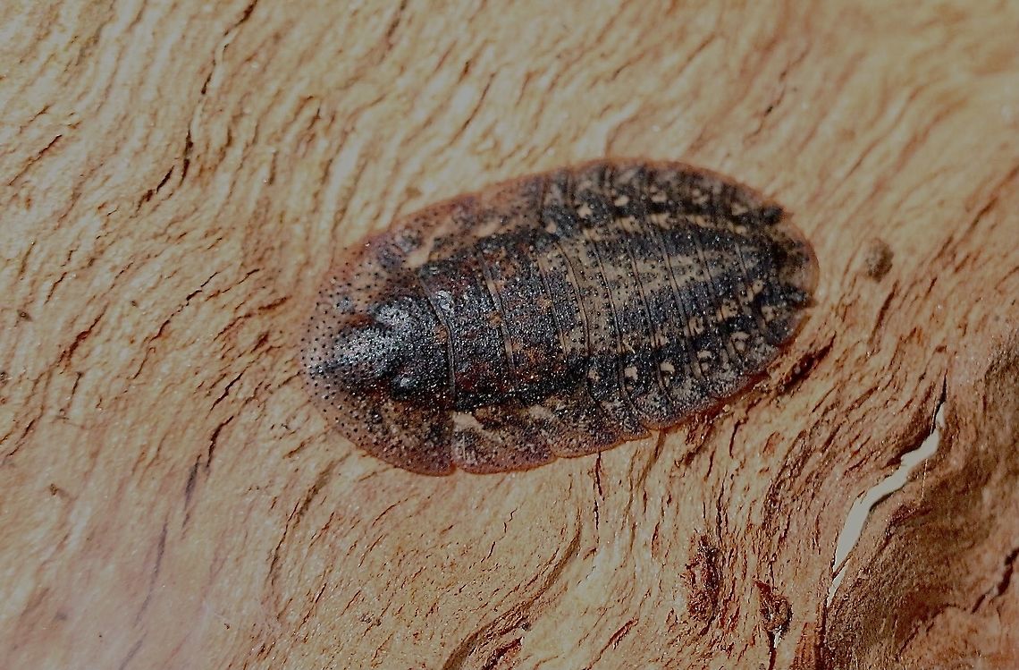 Bark cockroach - Laxta tillyaris Adult females have no wings ,so this must then be a female Australia,Bark cockroach,Eamw cockroaches,Friedman's Bark Cockroach,Geotagged,Laxta granicollis,Laxta tillyardi,Spring