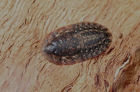 Bark cockroach - Laxta tillyaris Adult females have no wings ,so this must then be a female Australia,Bark cockroach,Eamw cockroaches,Friedman's Bark Cockroach,Geotagged,Laxta granicollis,Laxta tillyardi,Spring