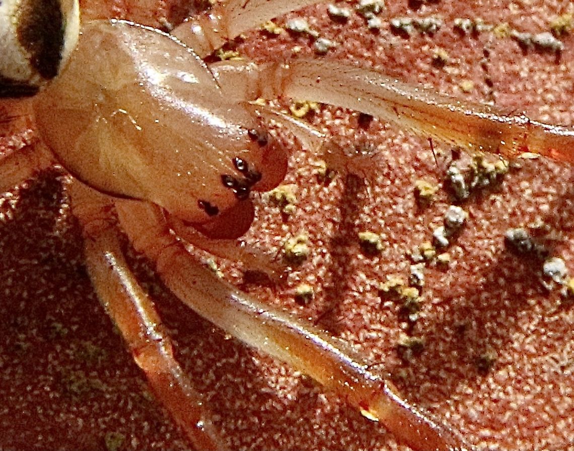 Leaf curling spider - Phonognatha graeffei Has two rows of four eyes Australia,Eamw spiders,Geotagged,Leaf curling spider,Phonognatha graeffei,Summer,Winter