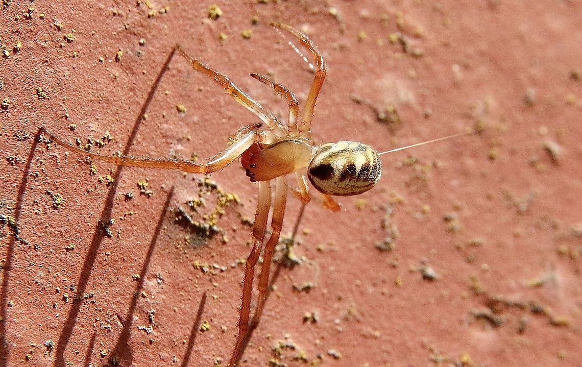 Leaf curling spider - Phonognatha graeffei Shooting out a silk thread and use it to escape to another place Australia,Eamw spiders,Geotagged,Leaf curling spider,Phonognatha graeffei,Summer