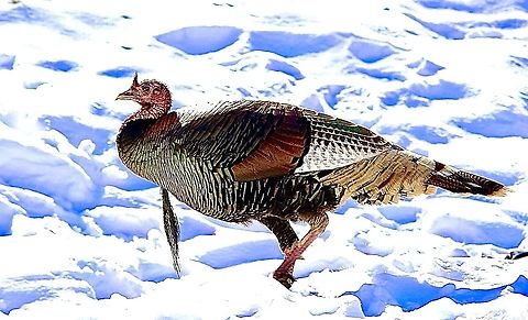 Wild turkey - Meleagris gallopavo  Eamw birds,Geotagged,Meleagris gallopavo,United States,Wild turkey