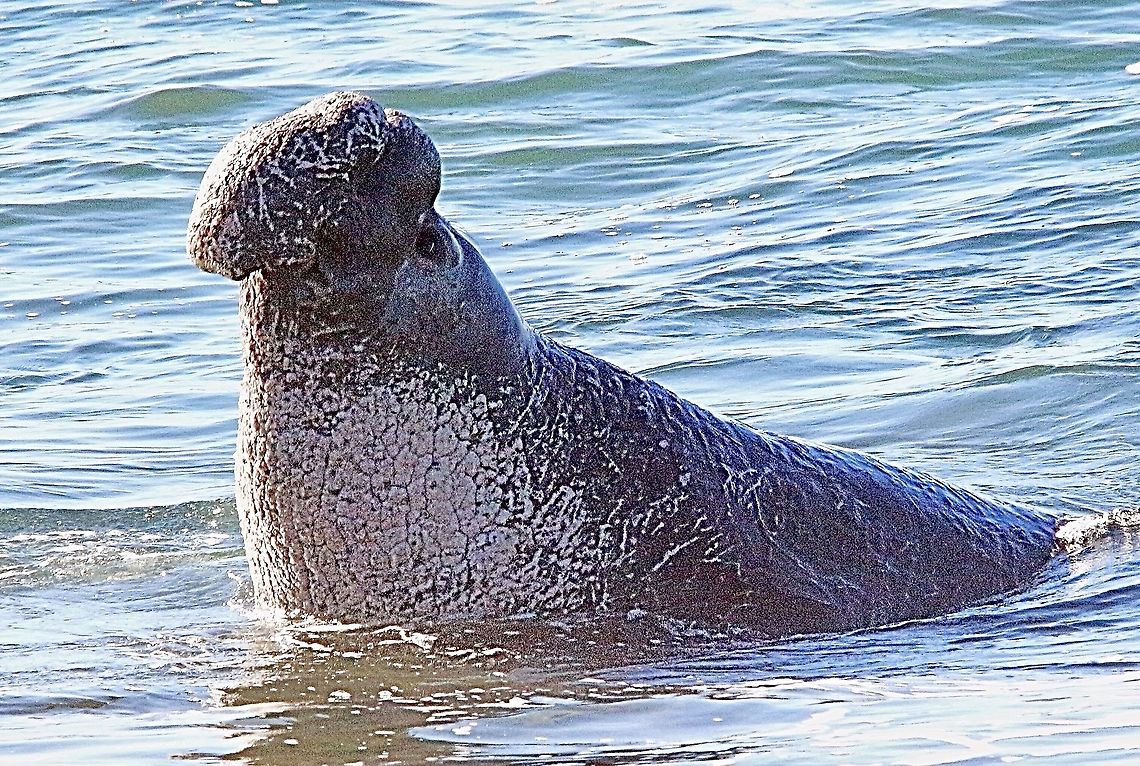 Northern elephant seal - Mirounga angustirostris Adult bull elephant seal observing the ongoings on the beach befor heaving himself onto the beach proper.  Eamw marine,Geotagged,Mirounga angustirostris,Northern elephant seal,United States