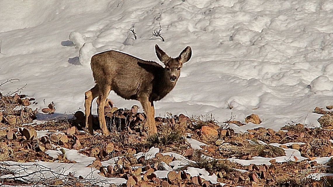 Mule deer - Odocoileus hernionus Sun adult female mule deer feeding on exposed grass in a winter landscape. Eamw mammals,Geotagged,Mule Deer,Odocoileus hemionus,United States