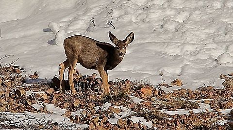 Mule deer - Odocoileus hernionus Sun adult female mule deer feeding on exposed grass in a winter landscape. Eamw mammals,Geotagged,Mule Deer,Odocoileus hemionus,United States