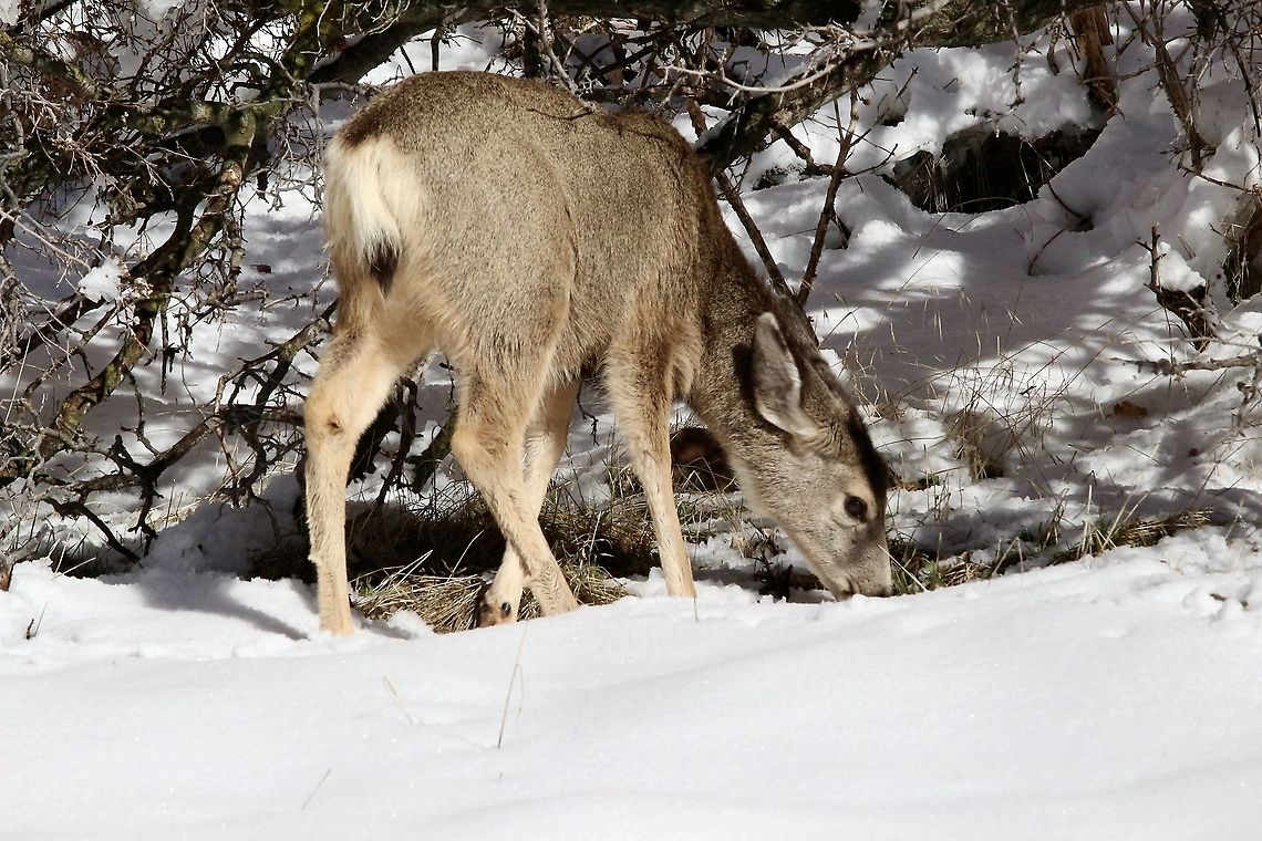 Female mule deer feeding in winterlandscape  Eamw mammals,Geotagged,Mule Deer,Odocoileus hemionus,United States,Winter
