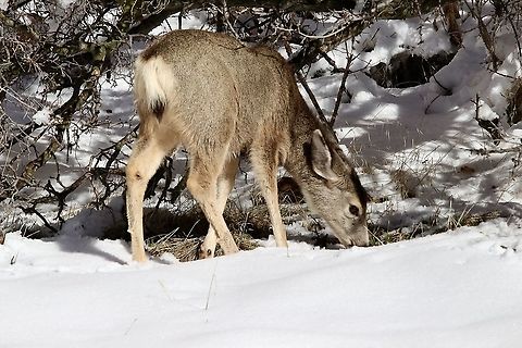 Female mule deer feeding in winterlandscape  Eamw mammals,Geotagged,Mule Deer,Odocoileus hemionus,United States,Winter