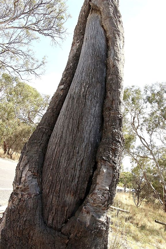 Red gum tree - Eucalyptus camaldulensis The canoe tree<br />
A section of bark was carefully removed from this red gum tree by aboriginal people of the Ngarrindjeri Nation and used to make a canoe out of that pice of bark.<br />
The time was around 1830 and coincided with the settling of the first European settlers to this area.<br />
The Gnarrindjeri nation was made up by related tribal groups with 18 different languages. Australia,Eamw eucalyptus,Eamw flora,Eucalyptus camaldulensis,Geotagged,River Red Gum,Summer