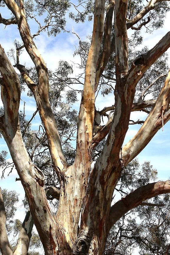 Top section of the red gum canoe tree  Australia,Eamw eucalyptus,Eamw flora,Eucalyptus camaldulensis,Geotagged,River red gum