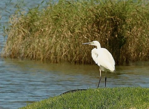 Great egret - Egretta alba  Ardea alba,Australia,Eamw birds,Geotagged,Great egret,Summer