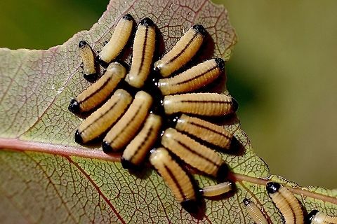 Larvae of leave beetle - Paropsisterna cloelia  Australia,Eamw beetles,Geotagged,Paropsisterna cloelia,Spring,Tenterfield