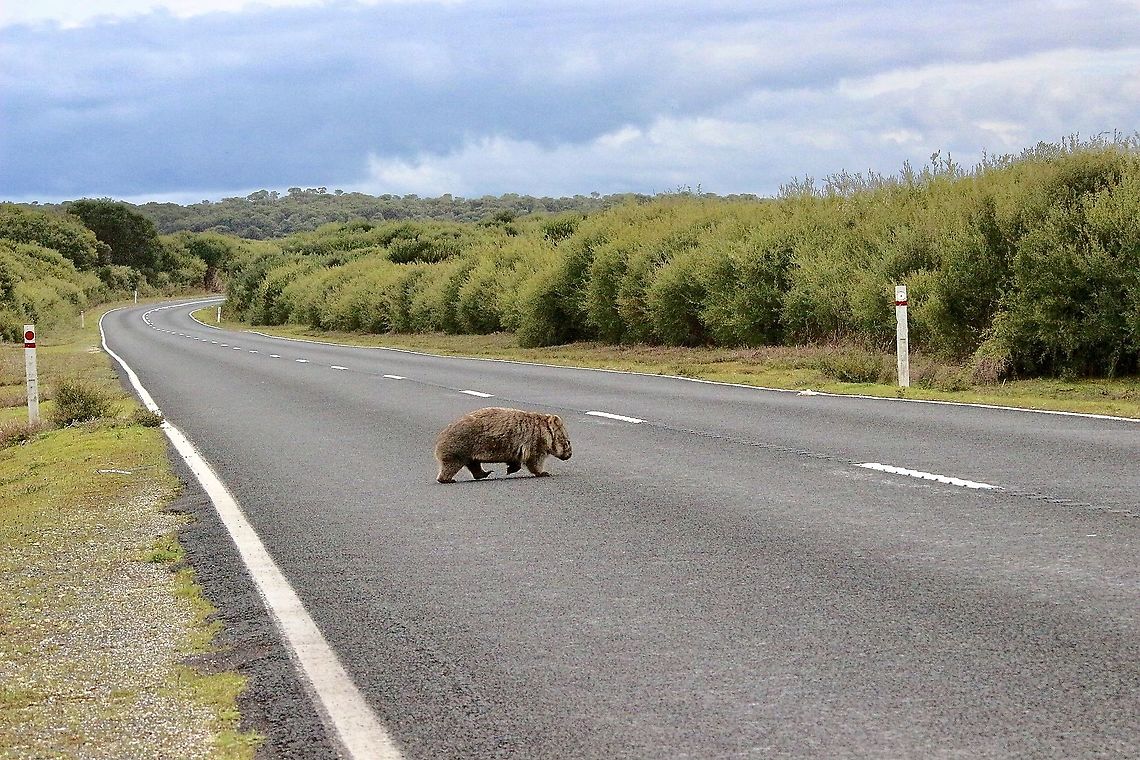 Common wombat Vombatus ursinus On its morning walk at Wilson&rsquo;s Promontory National Park Vic. Australia,Eamw landscapes,Geotagged,Spring,Vombatus ursinus,common wombat