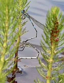 Wandering Ringtail - Austrolestes leda  Australia,Austrolestes leda,Eamw dragonflies,Geotagged,Spring,Wandering Ringtail