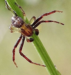 Family - Thomisidae A mature male , body approximately 6mm Australia,Eamw spiders,Geotagged