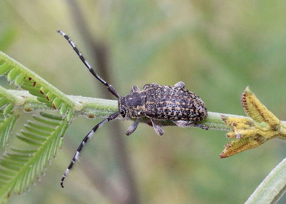 Small acacia longicorn beetle - Ancita varicornis On silver wattle - Acacia dealbata Ancita varicornis,Australia,Eamw beetles,Geotagged,Spring,eamw Long Horn beetle