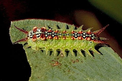 Four- Spotted Cup Moth - Doratifera quadriguttata Feeding on Cup Gum - Eucalyptus cosmophylla  Australia ew,Doratifera ew,Doratifera quadriguttata,Eamw caterpillars,Eamw moth,Feb 2021,Four-Spotted Cup Moth,Mount Billy Conservation Park,SA AUST