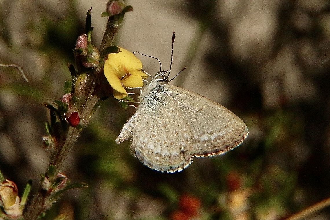 Common grass blue - Zizina labratus Nectaring on unidentified pea flower Australia,Common Grass Blue,Eamw butterflies,Geotagged,Summer,Zizina labradus
