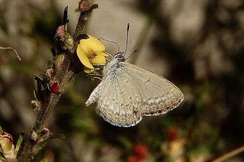 Common grass blue - Zizina labratus Nectaring on unidentified pea flower Australia,Common Grass Blue,Eamw butterflies,Geotagged,Summer,Zizina labradus