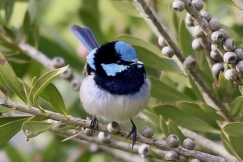 Superb Fairywren - Malurus cyaneus  Australia,Birds Gnarwarre,Eamw birds,Geotagged,Malurus cyaneus,Superb Fairywren,Winter