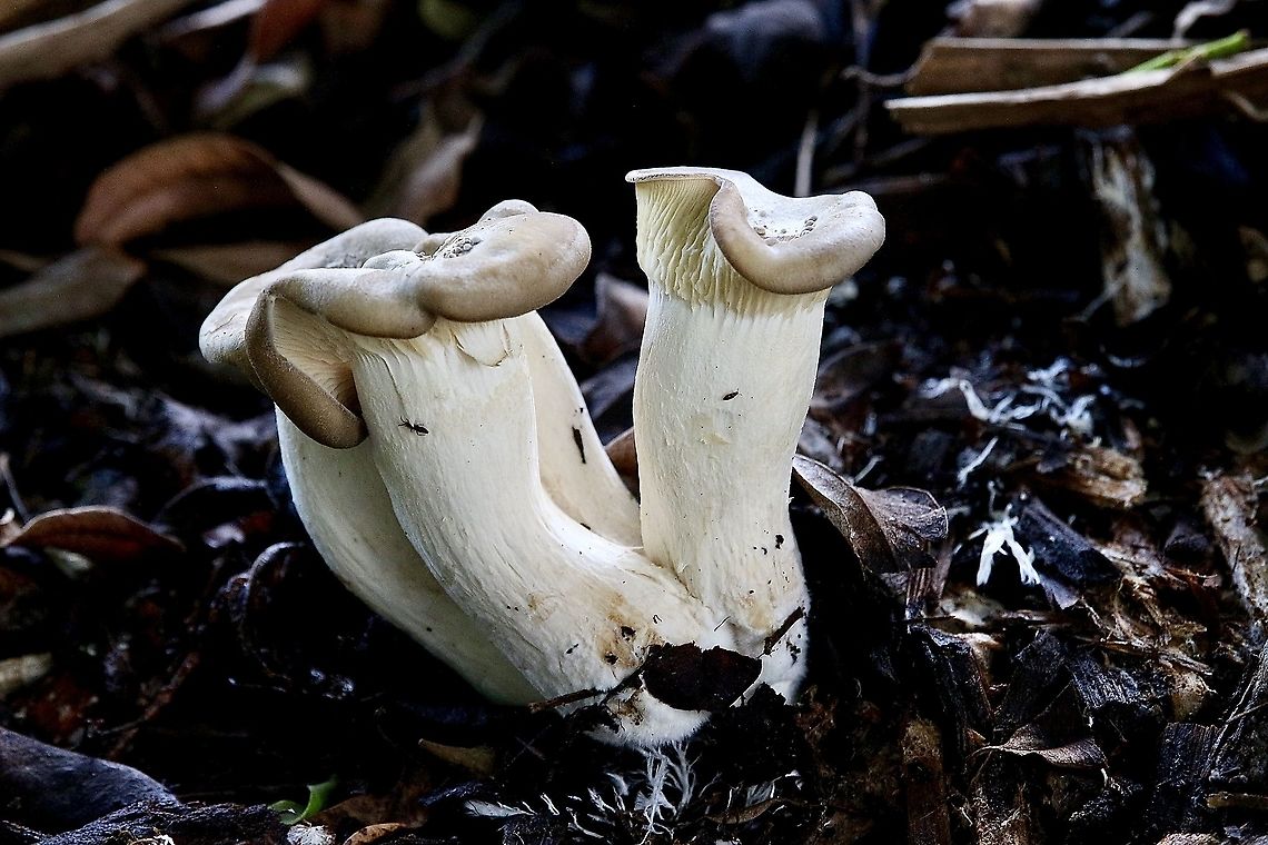 Oyster mushroom - Pleurotus ostreatus Found growing on decaying wood amongst leaf litter. Australia,Eamw fungi,Geotagged,Oyster mushroom,Pleurotus ostreatus,Summer