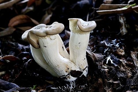 Oyster mushroom - Pleurotus ostreatus Found growing on decaying wood amongst leaf litter. Australia,Eamw fungi,Geotagged,Oyster mushroom,Pleurotus ostreatus,Summer