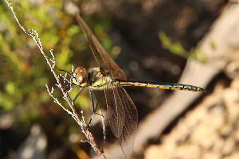 Tau emerald- Hemicordulia tau  Australia,Australian emerald,Eamw dragonflies,Geotagged,Hemicordulia australiae,Hemicordulia tau,Summer,Tau emerald
