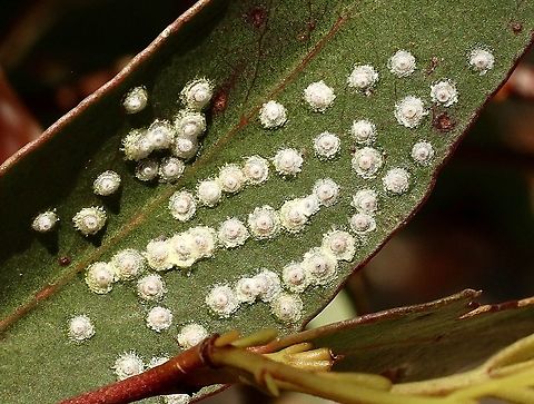 White lerp insect - Genus boy as-is sp. Living on Eucalyptus cosmophylla. Usually there are ants tending to the leaps but in this case no ant were present. Australia,Eamw lerps,Geotagged,Spring
