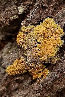 Unidentified species of moss or lichen growing on tree bark  Australia,Eamw lichen,Geotagged,Spring