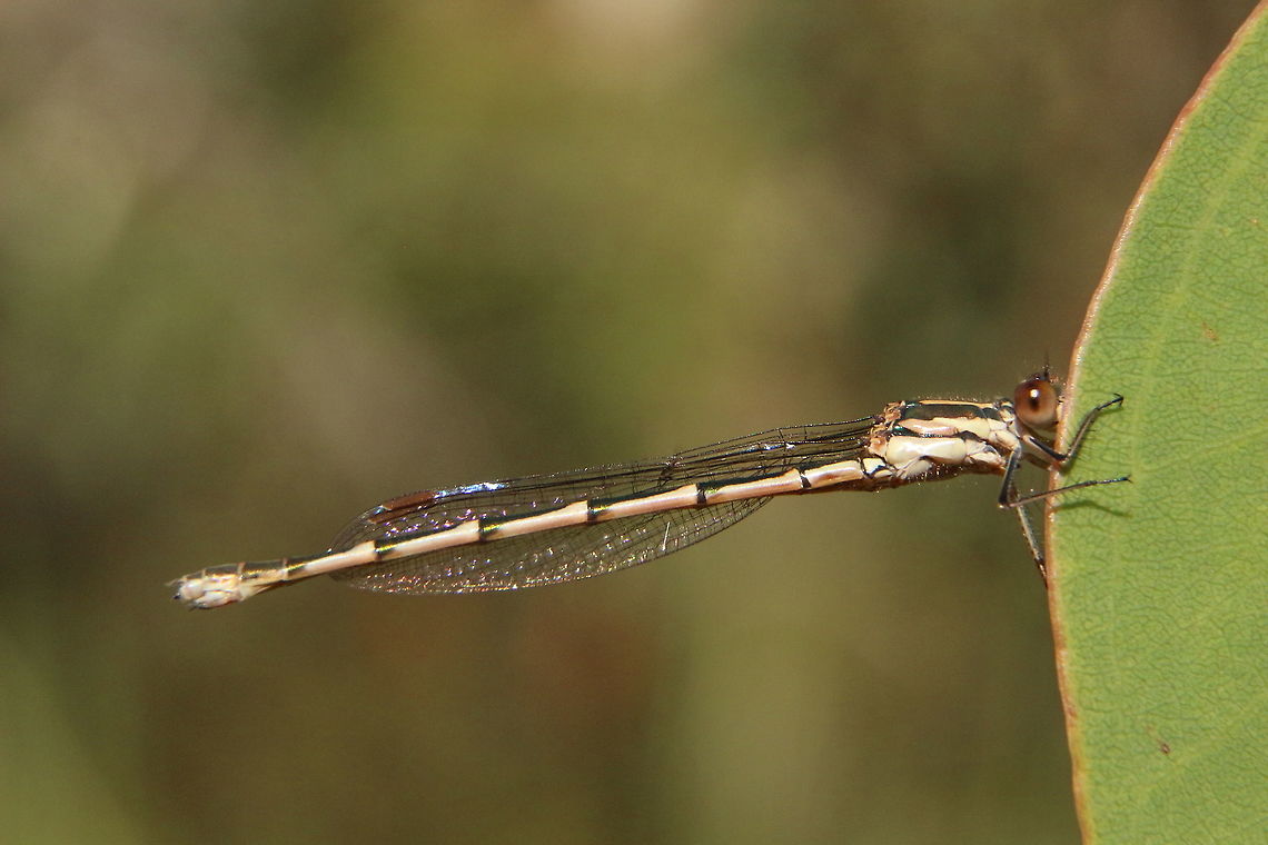 Metallic Ringtail - Austrolestes cingulatus  Australia,Austrolestes analis,Austrolestes cingulatus,Eamw dragonflies,Geotagged,Metallic Ringtail,Slender Ringtail,Summer,Winter