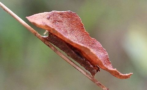Another view of unidentified caterpillar with a dry eucalyptus leaf on its back.  Australia,Eamw caterpillars,Eamw invertebrates,Geotagged,Summer