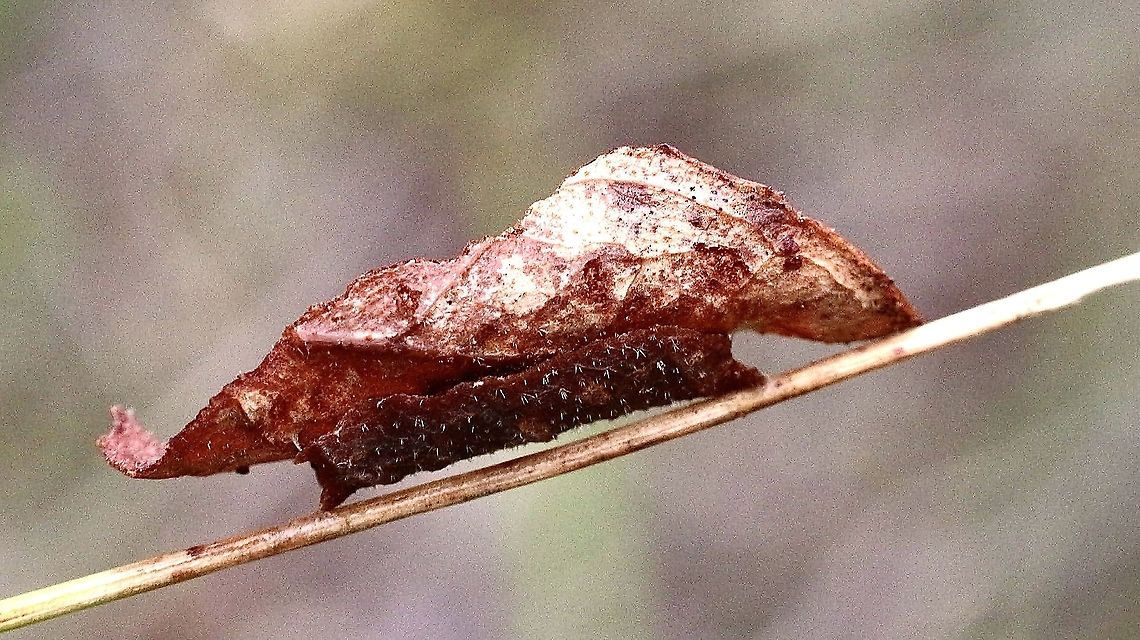 Unidentified caterpillar carrying a dry pice of eucalyptus leaf on it&rsquo;s back. I only noticed it as it was moving along a skinny branch. Australia,Eamw caterpillars,Eamw invertebrates,Geotagged,Summer
