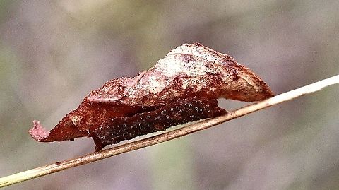 Unidentified caterpillar carrying a dry pice of eucalyptus leaf on it’s back. I only noticed it as it was moving along a skinny branch. Australia,Eamw caterpillars,Eamw invertebrates,Geotagged,Summer