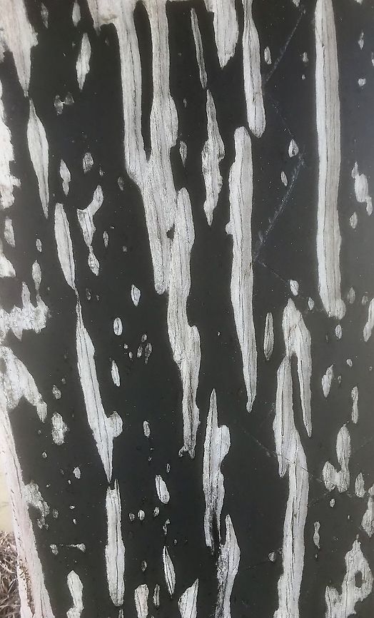 Crustose lichen on wood piling under coastal jetty structure Exposed to saltwater drift from wind. Makes a nice black and white print. Australia,Eamw lichen,Geotagged,Summer