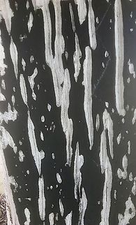 Crustose lichen on wood piling under coastal jetty structure Exposed to saltwater drift from wind. Makes a nice black and white print. Australia,Eamw lichen,Geotagged,Summer