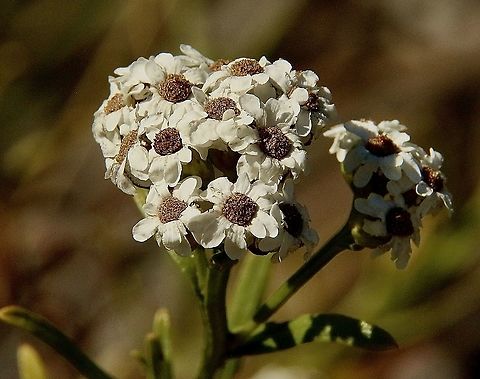 Mountain Daisy - Ixodia achillaeoides Australia,Eamw flora,Geotagged,Ixodia achillaeoides,Mountain Daisy,Summer