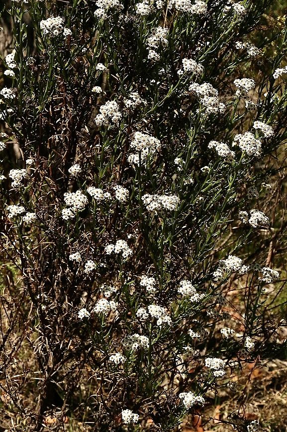 Mountain Daisy - Ixodia achillaeoides Nice small bush with lots of flowers, especially that late in the season Australia,Eamw flora,Geotagged,Ixodia  achillaeoides,Mountain Daisy,Summer