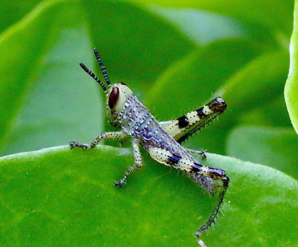 Giant Grasshopper - Valanga irregularities Looks like 2nd. Instar  Australia,Eamw grasshoppers,Geotagged,Giant Grasshopper,Spring,Valanga irregularis