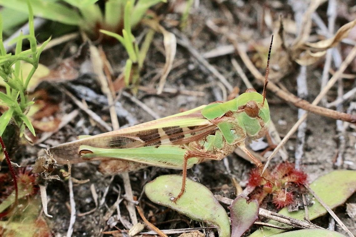 Australian plague locust - Chortoicetes terminifera A very variable species. Australia,Australian plague locust,Chortoicetes terminifera,Eamw grasshoppers,Geotagged,Summer