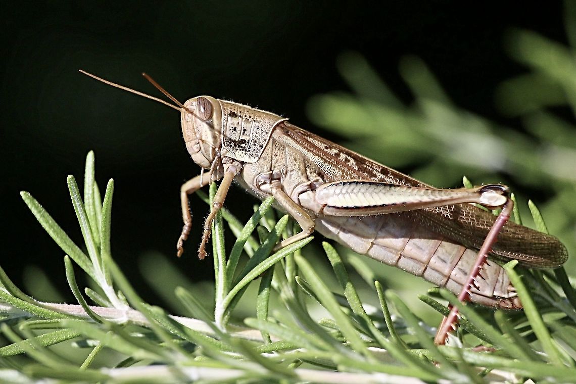 Spur- throated Locust Female 60mm long Austracris proxima,Australia,Eamw grasshoppers,Geotagged,Summer