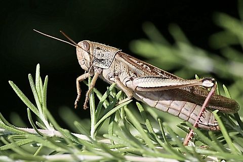 Spur- throated Locust Female 60mm long Austracris proxima,Australia,Eamw grasshoppers,Geotagged,Summer